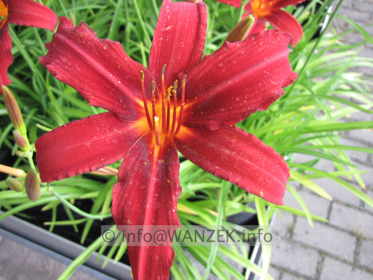 Hemerocallis Fire Byrt 3.JPG
